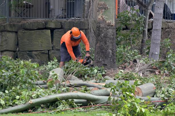 Best Best Tree Removal Services  in Fuquay Varina, NC